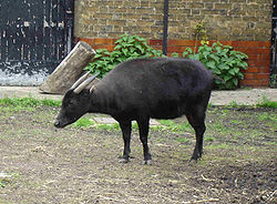 anoa