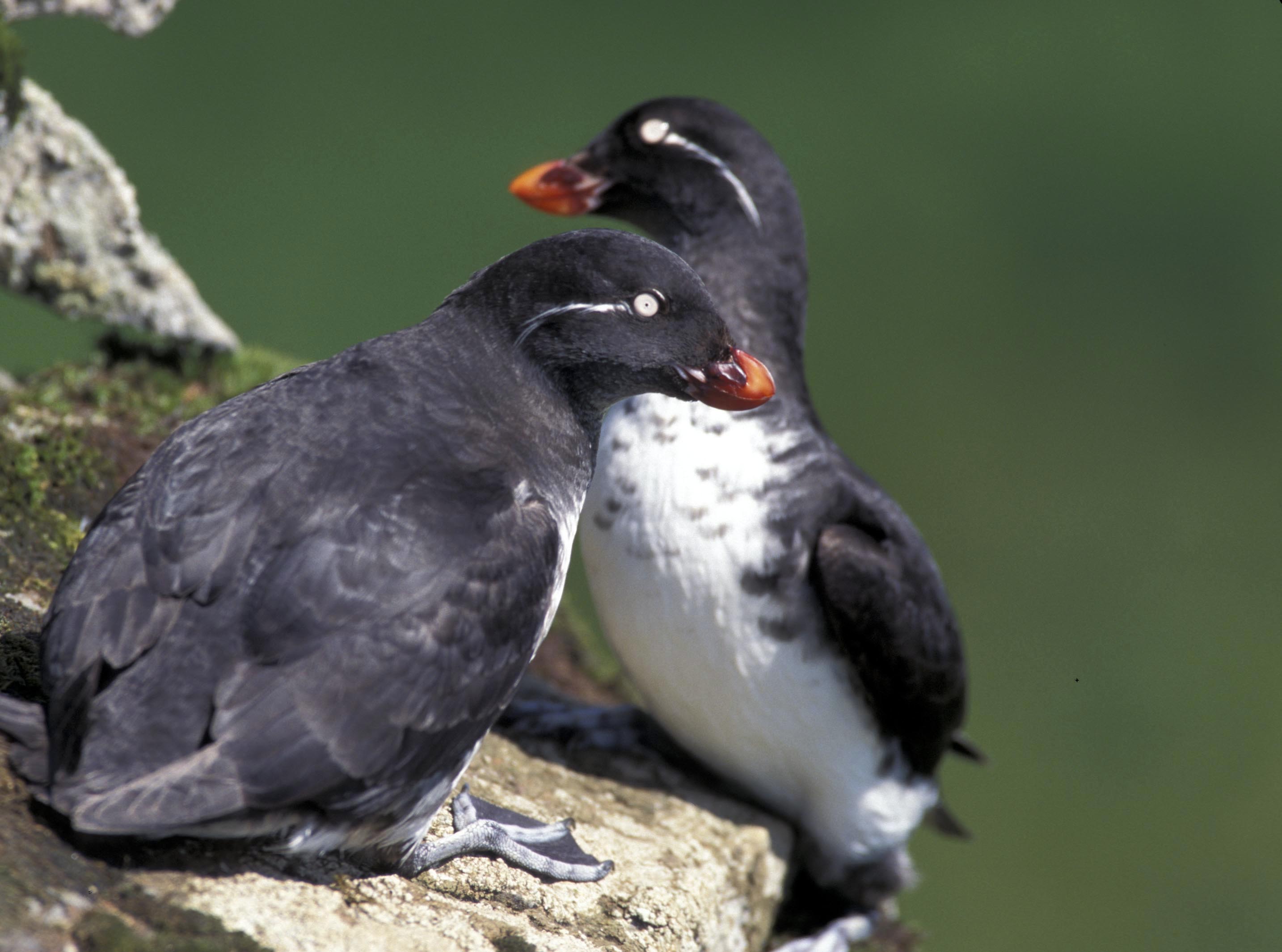 auk