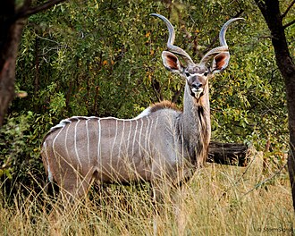 kudu